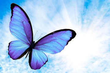 Obraz premium tropikalny latający niebieski motyl ze słońcem na tle nieba
