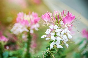 Obraz premium Beautiful dreamy drunkard