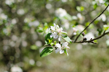 FLORES BLANCAS PRIMAVERA