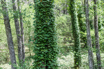 Obraz premium TRONCOS DE ARBOLES LLENOS DE HOJAS VERDES