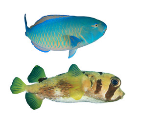 Fish isolated. Parrotfish and Burrfish on white background 