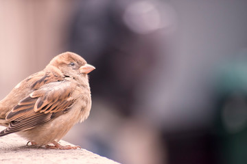 Close up of a Sparrow Bird