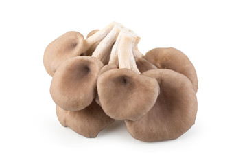 Oyster mushrooms for cooking isolated over white background