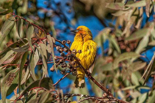 Male Cape weaver at Matjiesfontein near Nieuwoudtville