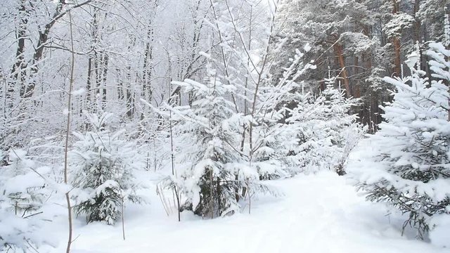 Beautiful winter snowy forest