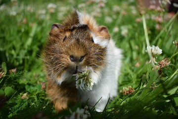 cute fluffy guinea pig eating a clover flower