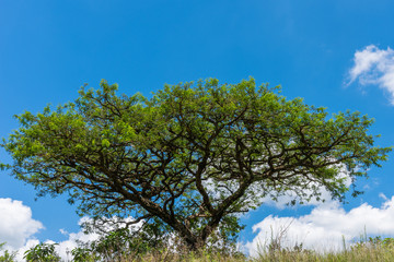 African Acacia tree against a blue sky.