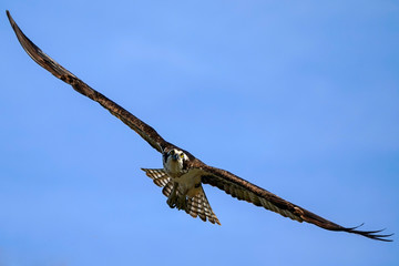 Osprey Turn