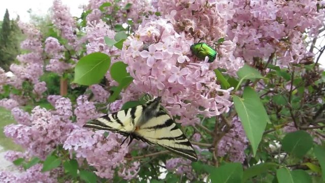Scarce Swallowtail (Iphiclides podalirius) feed on violet lilac - flower blooming (syringa vulgaris)