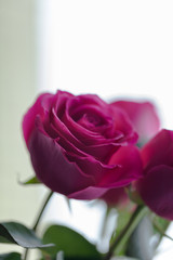 bouquet of roses, Valentines Day background