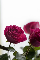 bouquet of roses, Valentines Day background