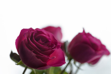 bouquet of roses, Valentines Day background