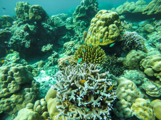 colorful coral reef in thailand