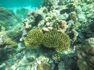 colorful coral reef in thailand