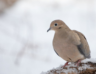 Mourning Dove in the Snow