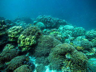 colorful coral reef in thailand