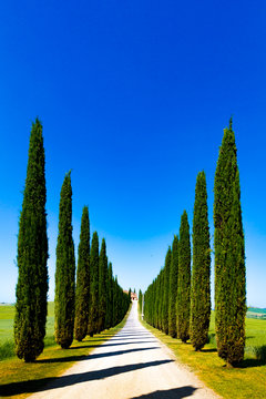 Road and cypresses in Crete Senesi (Senese Clays), Italy