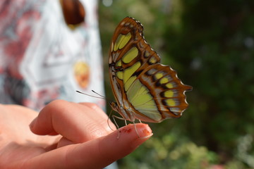 Fototapeta na wymiar butterfly eating 