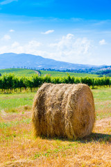 Isolated haycock and cypresses in Tuscany, Italy