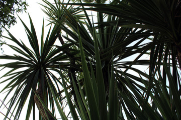 Obraz na płótnie Canvas Silhouette di foglie di yucca stagliate con cielo