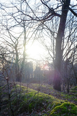 Fototapeta premium Beautiful forest landscape during a colorful and dramatic sunset in monochrome