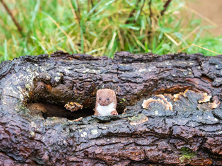 Weasel or Least weasel (mustela nivalis)