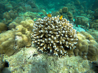 Fototapeta na wymiar colorful coral reef in thailand