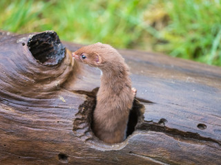 Weasel or Least weasel (mustela nivalis)