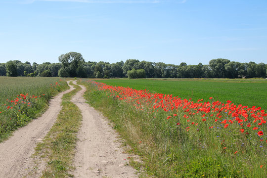 Hiking in the federal state of Brandenburg, hiking trail with poppies, German countryside