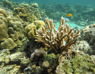 Fototapeta na wymiar colorful coral reef in thailand