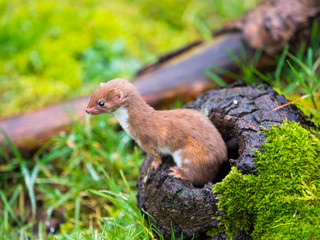 Weasel or Least weasel (mustela nivalis)