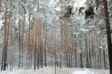 Forest in winter is completely frozen in russia. Temperature is -30°C and everything is white and slow.