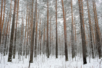 Forest in winter is completely frozen in russia. Temperature is -30°C and everything is white and slow.