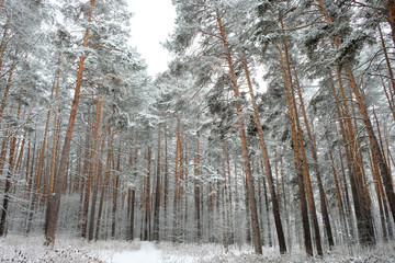 Forest in winter is completely frozen in russia. Temperature is -30&deg;C and everything is white and slow.