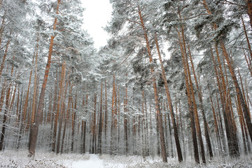 Forest in winter is completely frozen in russia. Temperature is -30°C and everything is white and slow.