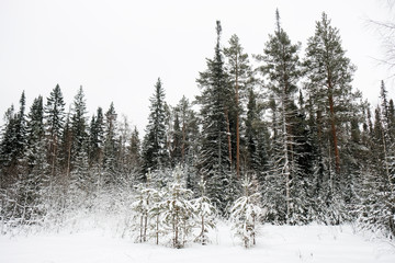 Forest in winter is completely frozen in russia. Temperature is -30°C and everything is white and slow.