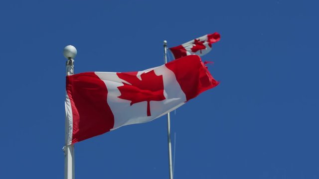 Canadian flags waving in the wind