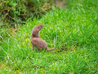 Weasel or Least weasel (mustela nivalis)