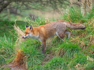 Naklejka na ściany i meble Red fox (Vulpes vulpes) on a grass background