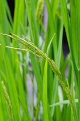 Green Plant of Rice In Natural Paddy Field of Thailand.