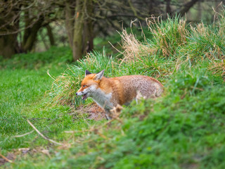 Red fox (Vulpes vulpes) on a grass background