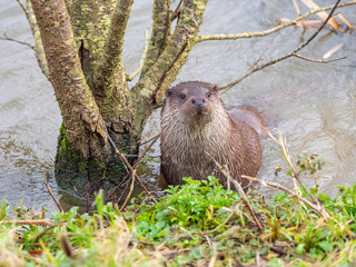 Eurasian otter (Lutra lutra) on a grass bank