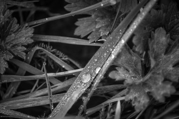 Macro Black&White IV 