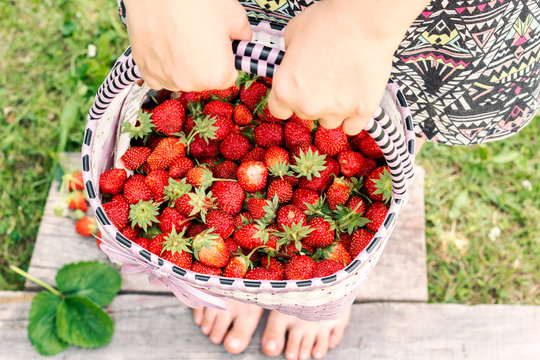 Full basket of juicy ripe red strawberries in female hands, fruit background. Summer, farm, garden.