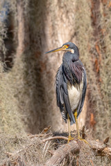 TriColored Heron with Spanish Moss