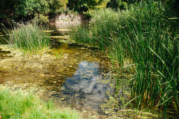 Safety life. Sunny day a calm river in summer. Beauty wild nature landscape. Ecology concept. Environmental protection. Water without pollution. Reserve of nature. Wild planet