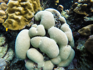 colorful coral reef in thailand
