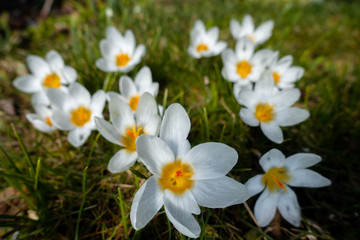 Weisse Krokus Wiese