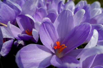 blss violetter Krokus