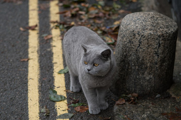 Beautiful grey cat out for a stroll